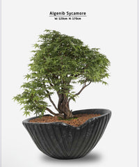 Algenib Sycamore Bonavi Design Artificial Trees