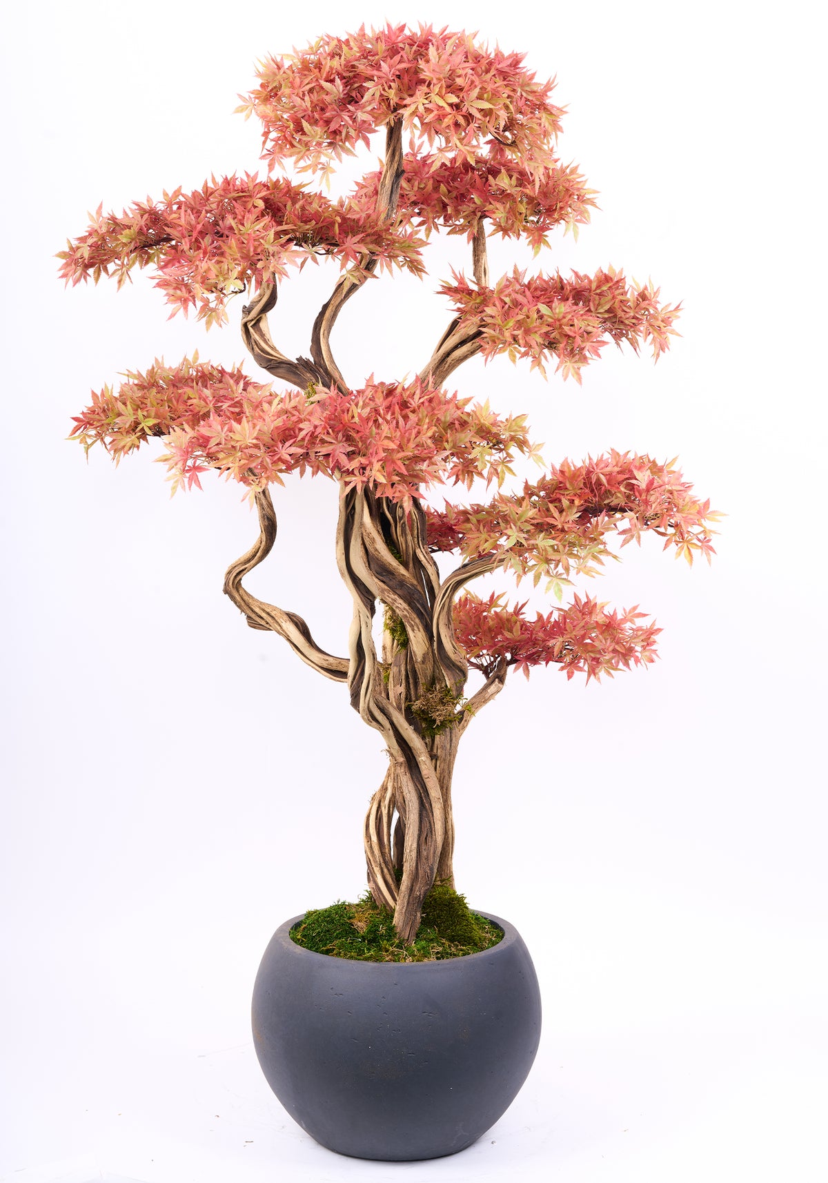 Orange Bonsai Tree