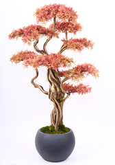 Orange Bonsai Tree