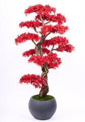 Red Bonsai tree