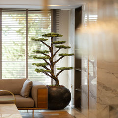 Mira Bonsai – 1 | Bonavi Design