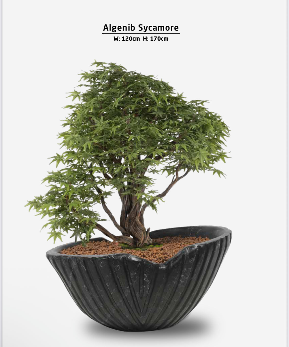 Algenib Sycamore Bonavi Design Artificial Trees